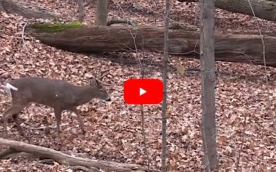 Well-Placed Arrow on Big Ohio Whitetail Shows Why Shot Placement is Key