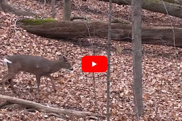 Well-Placed Arrow on Big Ohio Whitetail Shows Why Shot Placement is Key