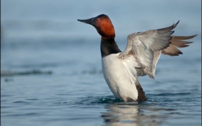 What is the 30 by 30 Movement, and What Does It Mean for Hunting and Fishing?