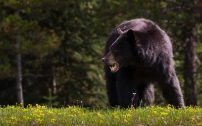 What to Do If You Encounter a Black Bear in the Wild