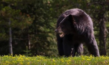 What to Do If You Encounter a Black Bear in the Wild