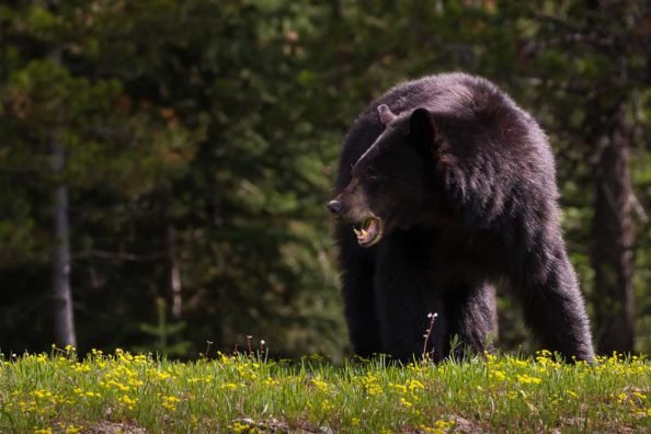What to Do If You Encounter a Black Bear in the Wild