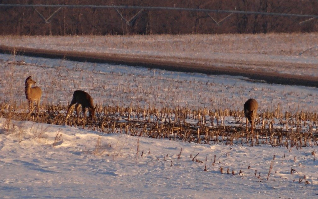What You Need to Know for Late Season Deer Hunting in Nebraska