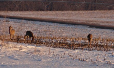 What You Need to Know for Late Season Deer Hunting in Nebraska