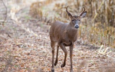 Wisconsin Reports 8% Decrease in 2021 Firearms Deer Harvest Following 2020 Uptick