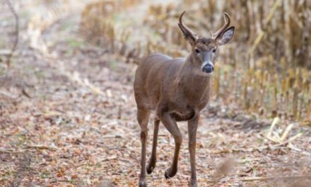 Wisconsin Reports 8% Decrease in 2021 Firearms Deer Harvest Following 2020 Uptick