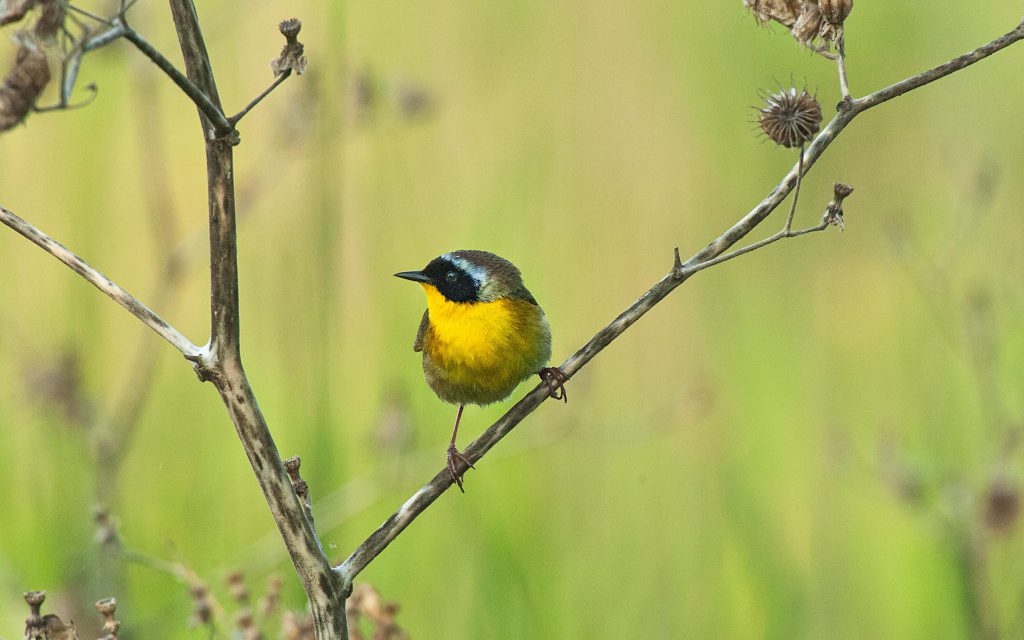 WMA Habitat Fuels Songbird Migration