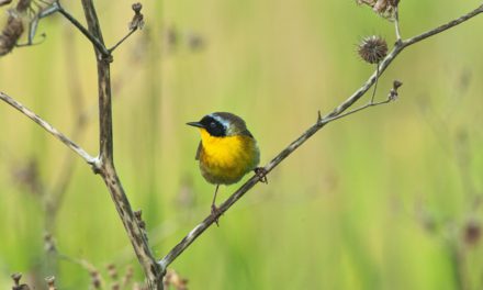 WMA Habitat Fuels Songbird Migration