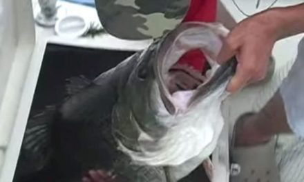 World-Record Bass: The Heaviest Largemouth Ever Landed