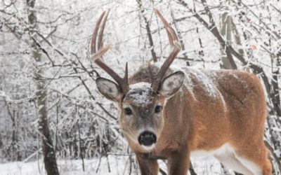 5 Things That Can Make a Winter Hard on Game Animals