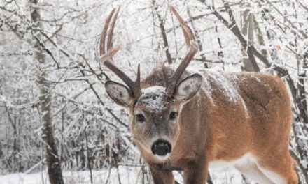 5 Things That Can Make a Winter Hard on Game Animals