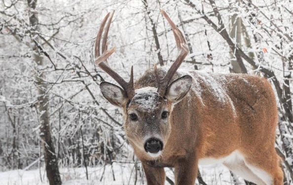 5 Things That Can Make a Winter Hard on Game Animals