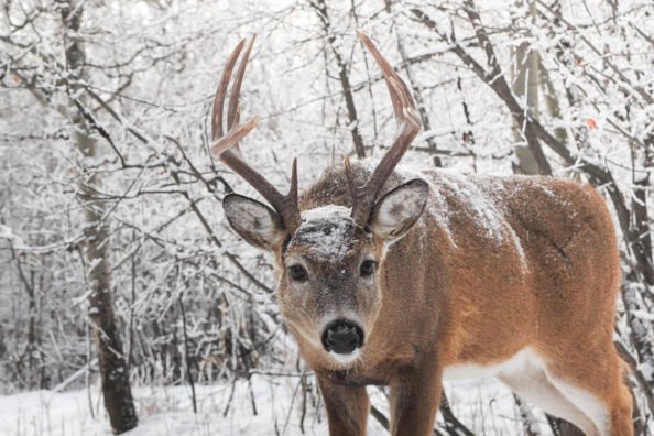 5 Things That Can Make a Winter Hard on Game Animals