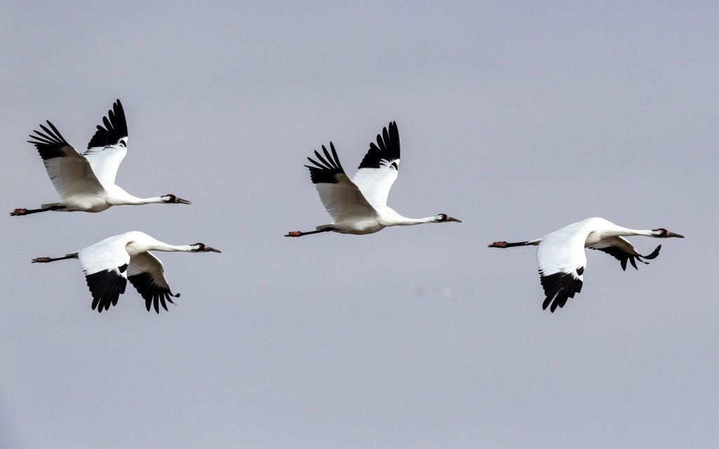 A Historic Gathering: Whooping Cranes