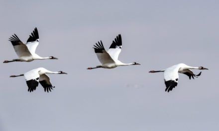 A Historic Gathering: Whooping Cranes