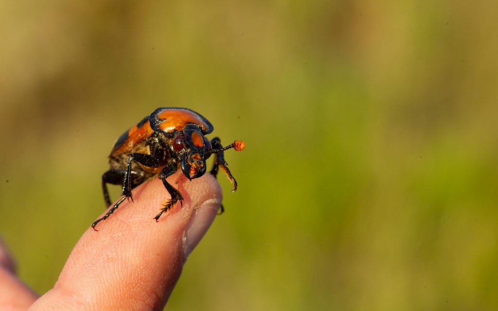 American Burying Beetle Reintroduction