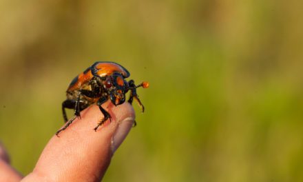 American Burying Beetle Reintroduction