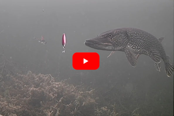 Angler Jigs Up Northern Pike with Classic Daredevel Spoon in Stunning Underwater Footage