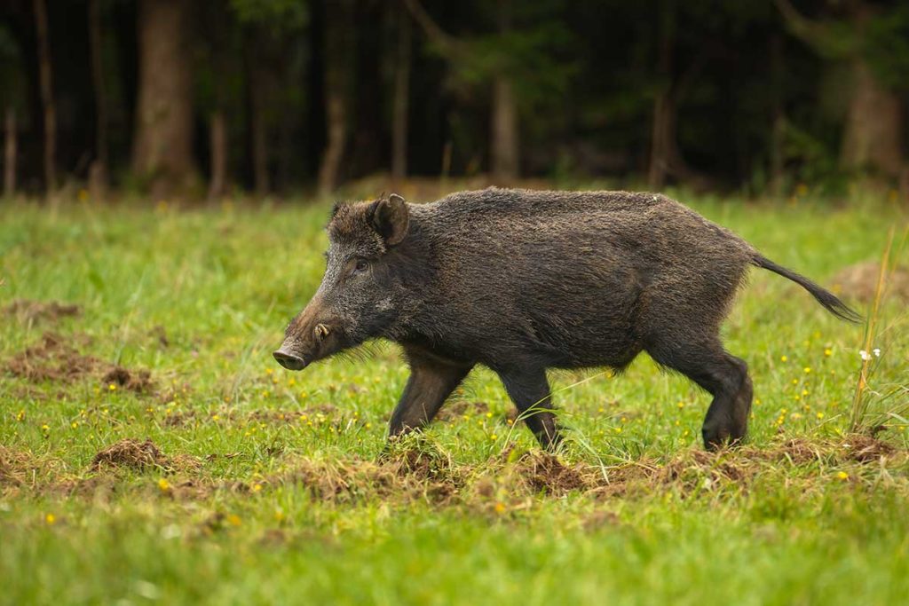 Are Feral Hogs Dangerous Threats Posed By the Invasive Species