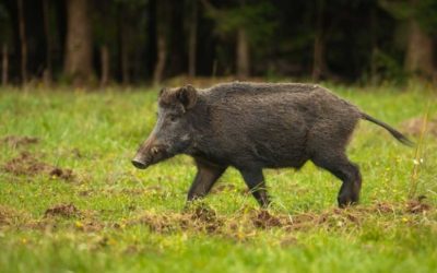 Are Feral Hogs Dangerous: Threats Posed By the Invasive Species