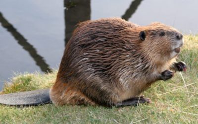 Beaver Trapping: Learning Basic Sets and Sign
