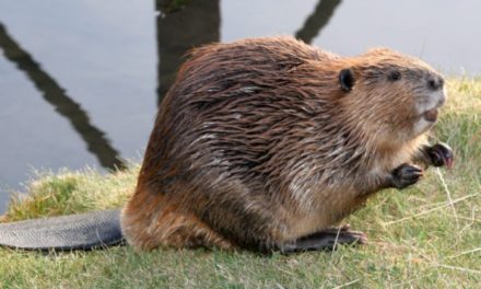 Beaver Trapping: Learning Basic Sets and Sign