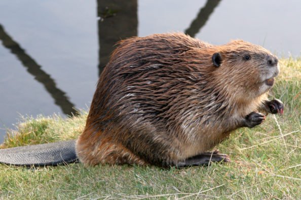 Beaver Trapping