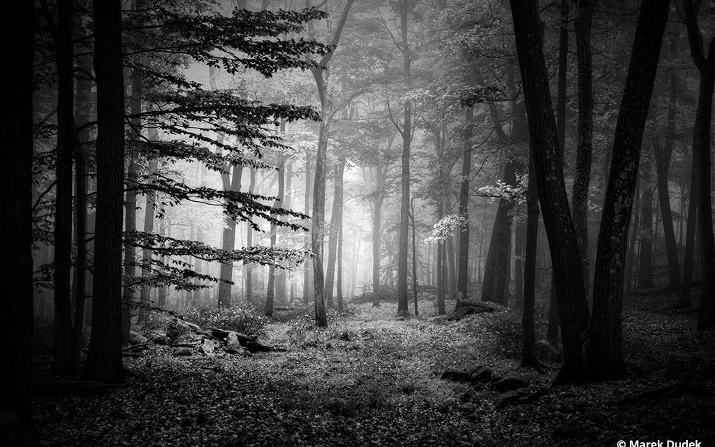 Behind The Shot: Morning Mist