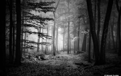 Behind The Shot: Morning Mist
