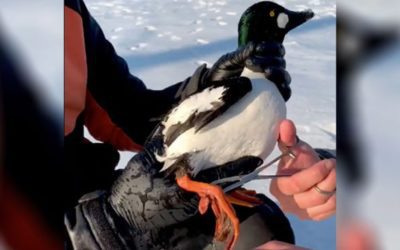 BlacktipH Catches Diving Duck While Ice Fishing