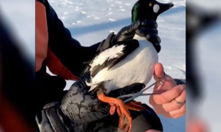 BlacktipH Catches Diving Duck While Ice Fishing