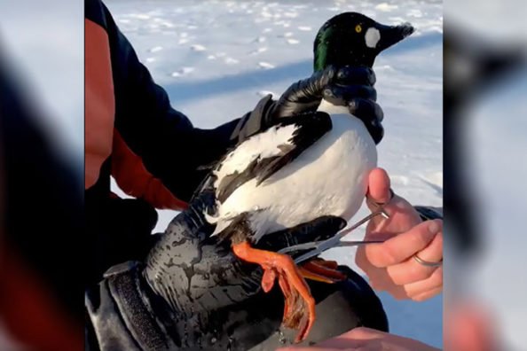 BlacktipH Catches Diving Duck While Ice Fishing