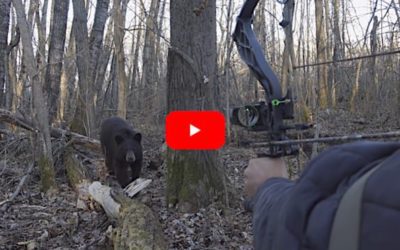 Bowhunter Makes Great Shot on Black Bear After Bluff Charge at Extremely Close Range