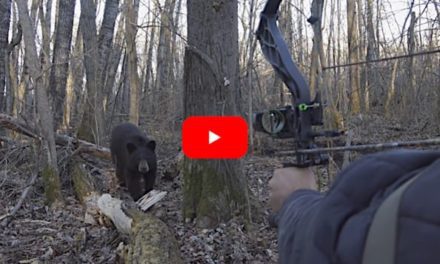 Bowhunter Makes Great Shot on Black Bear After Bluff Charge at Extremely Close Range