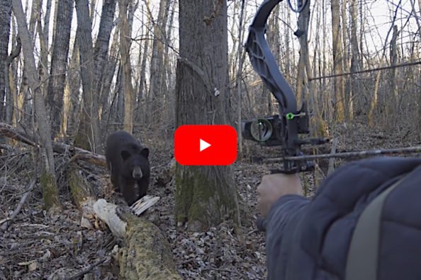 Bowhunter Makes Great Shot on Black Bear After Bluff Charge at Extremely Close Range