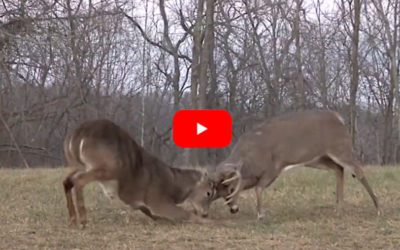 Buck Already Shed His Antlers, But Just Can’t Stop Picking Fights