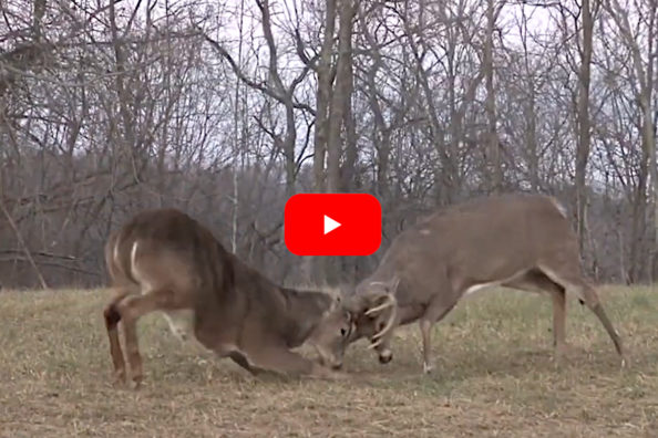 Buck Already Shed His Antlers, But Just Can’t Stop Picking Fights