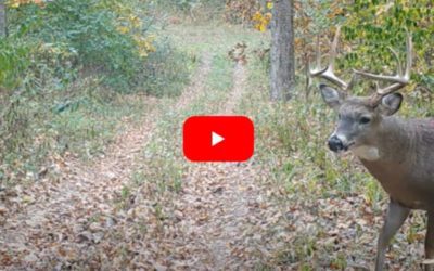 Buck Shows Up on Trail Cam With Impossibly Large Wound