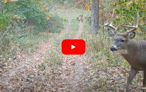Buck Shows Up on Trail Cam With Impossibly Large Wound
