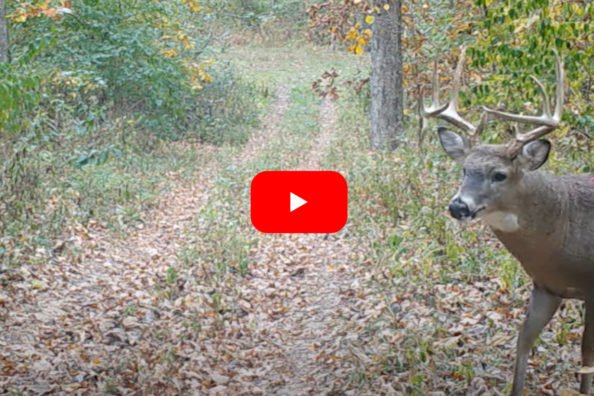 Buck Shows Up on Trail Cam With Impossibly Large Wound