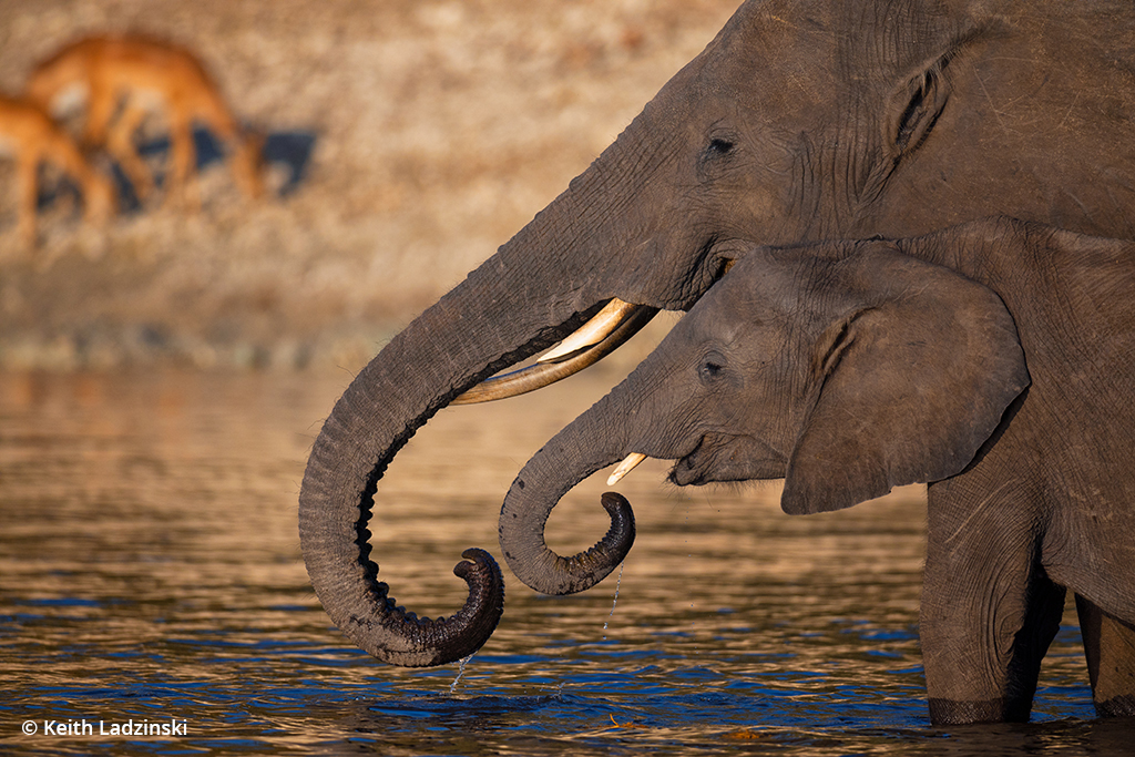 Photo of two elephants taken with the Canon EOS R3 in Botswana.