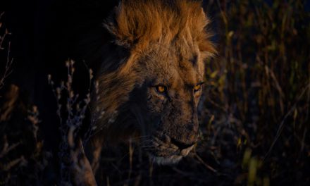 Canon EOS R3 Review: Botswana Adventure