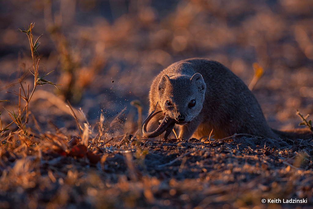 Photo of a banded mongoose taken in Botswana.