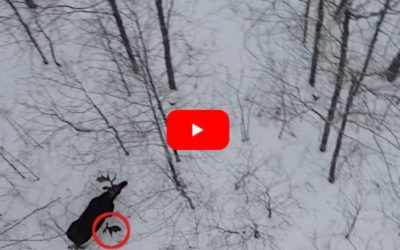 Drone Captures The Exact Moment a Bull Moose Sheds a Massive Antler