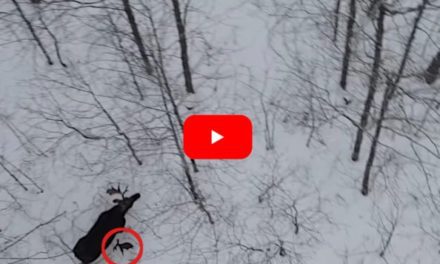 Drone Captures The Exact Moment a Bull Moose Sheds a Massive Antler