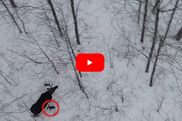 Drone Captures The Exact Moment a Bull Moose Sheds a Massive Antler