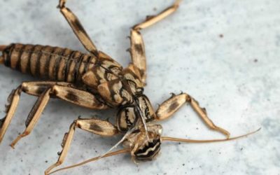 Entomology Facts That Fly Fishermen Can Learn From
