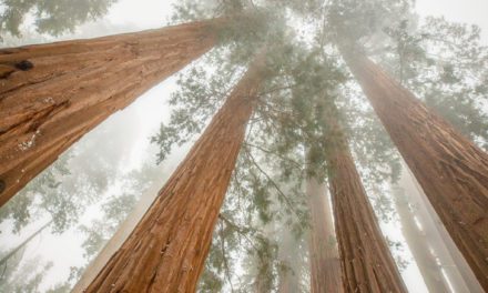 Extreme Angles Assignment Winner Beth Young