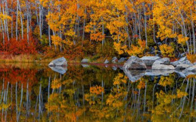 Fall Color Assignment Winner Ross Stone