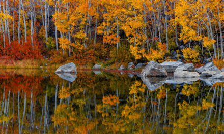 Fall Color Assignment Winner Ross Stone